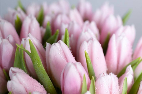 Поздравляем всех дам с праздником!